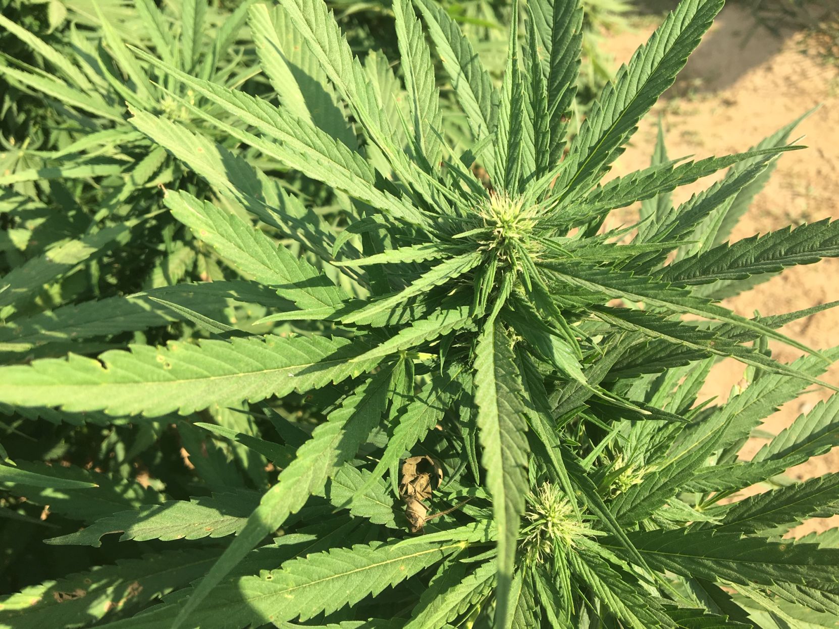 Justin Clark hemp farm3